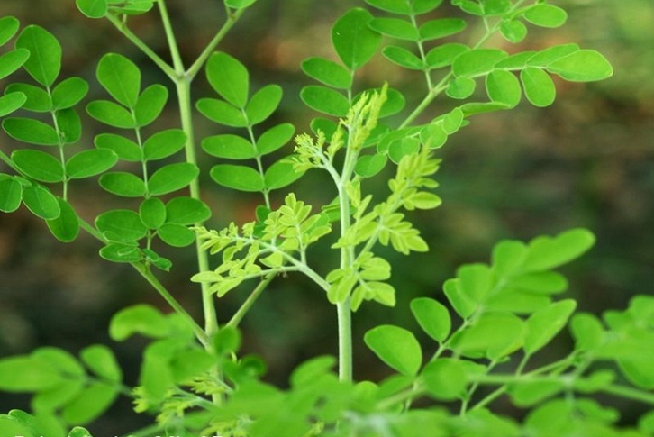 Nghệ, lá chùm ngây, gừng và cam thảo: Những thực phẩm có lợi cho sức khỏe