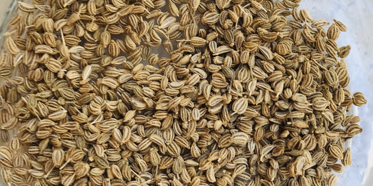 Ajwain hỗ trợ tiêu hóa và kiểm soát đường huyết