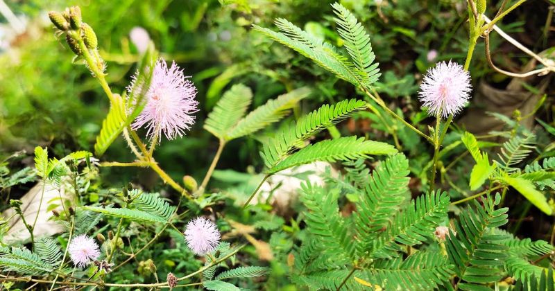 Bài Thuốc Trị Mất Ngủ Dân Gian: Bí Quyết Giúp Cải Thiện Giấc Ngủ Hiệu Quả 9 Cây Xấu Hổ (Trinh Nữ)