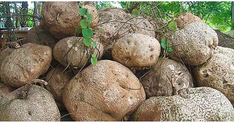 Bài Thuốc Trị Mất Ngủ Dân Gian: Bí Quyết Giúp Cải Thiện Giấc Ngủ Hiệu Quả 7 Củ Bình Vôi