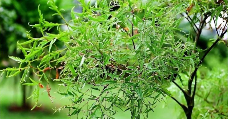 Tác dụng của cây đinh lăng, chiếc lá kỳ diệu của y học 2 Đặc điểm của cây đinh lăng