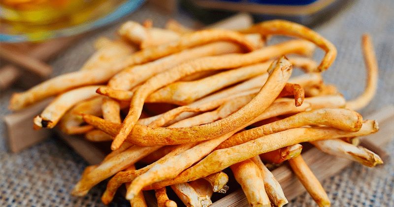 Đông Trùng Hạ Thảo_ Công Dụng Tuyệt Vời Cho Sức Khỏe