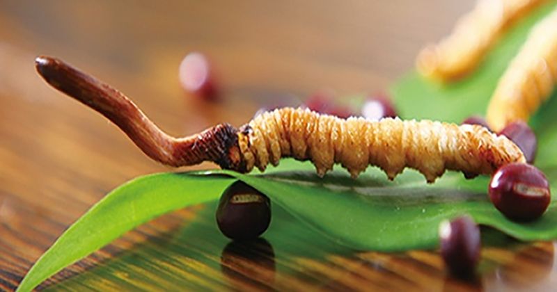 Khái Niệm Về Đông Trùng Hạ Thảo