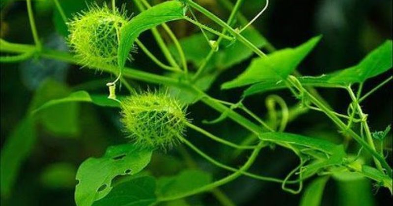 Bài Thuốc Trị Mất Ngủ Dân Gian: Bí Quyết Giúp Cải Thiện Giấc Ngủ Hiệu Quả 4 Lạc Tiên