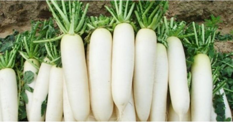 Sử Dụng Củ Cải Trắng