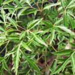 Tác dụng của cây đinh lăng