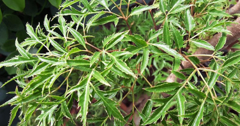 Tác dụng của cây đinh lăng, chiếc lá kỳ diệu của y học 1 Tác dụng của cây đinh lăng