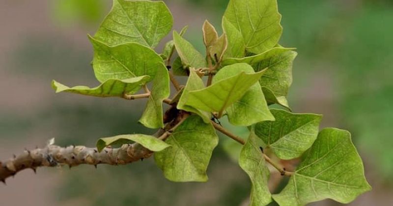 Bài Thuốc Trị Mất Ngủ Dân Gian: Bí Quyết Giúp Cải Thiện Giấc Ngủ Hiệu Quả 3 Vông Nem