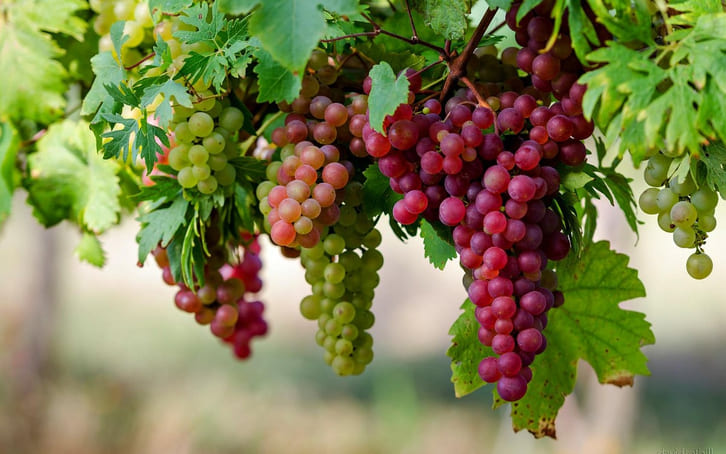 Nho chứa anthocyanin và resveratrol