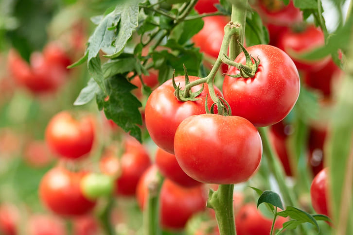 Cà chua giàu vitamin C, kali và lycopene