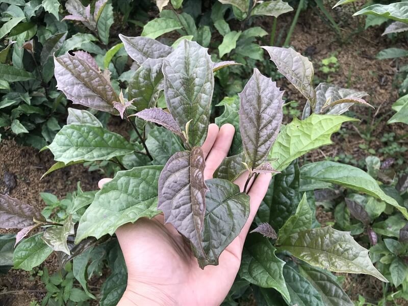 Bộ phận thường được sử dụng của cây xạ đen
