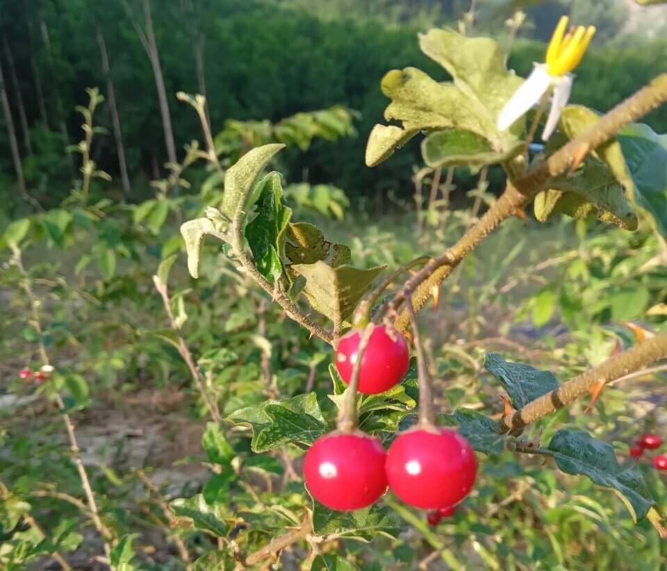 Cà gai leo chứa những hoạt chất nào